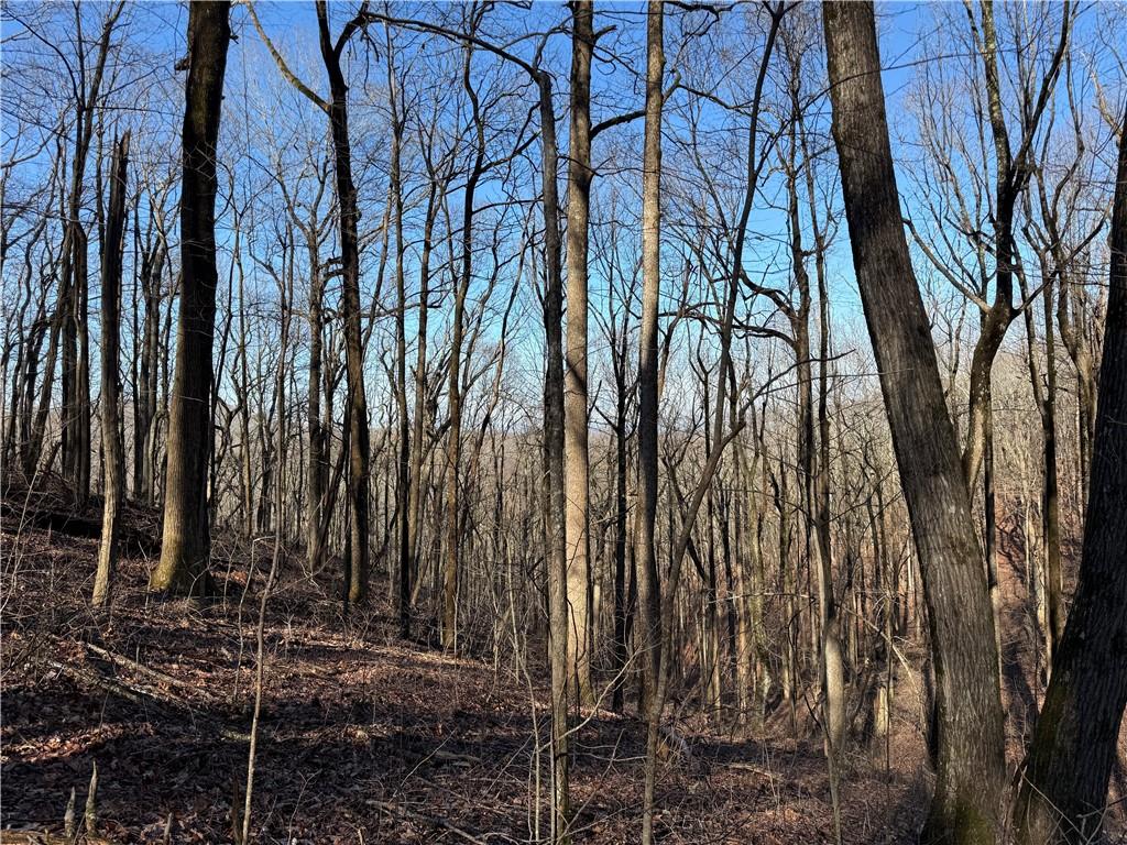 6180 Burnt Mountain Road Ellijay, GA 30536 - Photo 19 of 20 a backyard of a house with lots of trees