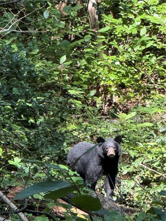 6180 Burnt Mountain Road Ellijay, GA 30536 - Photo 7 of 20 a view of a tree in a backyard