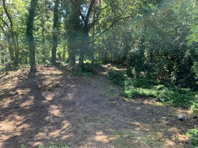 a view of a forest with trees in the background