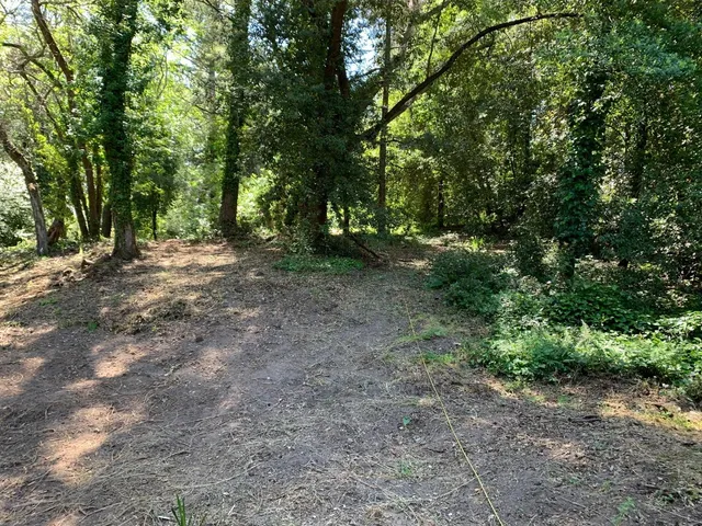 a view of a forest with trees in the background
