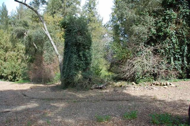 a view of a forest with trees in the background