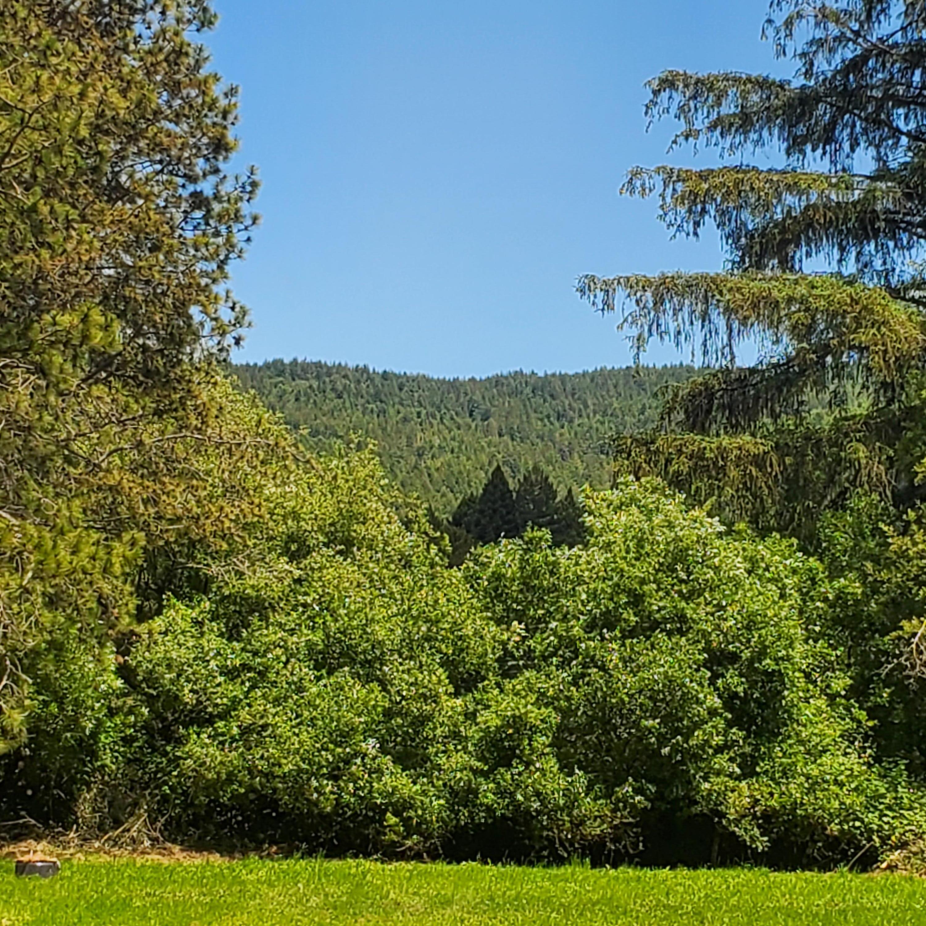209 Kingston Road Fieldbrook, CA 95519 - Photo 12 of 18 Mountain view looking East