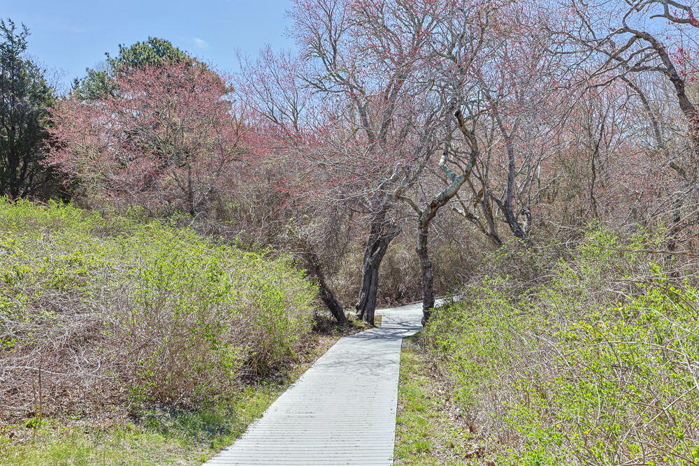 35 Sands Road Eastham, MA 02642 - Photo 76 of 79 117-web-or-mls-35-sands-rd