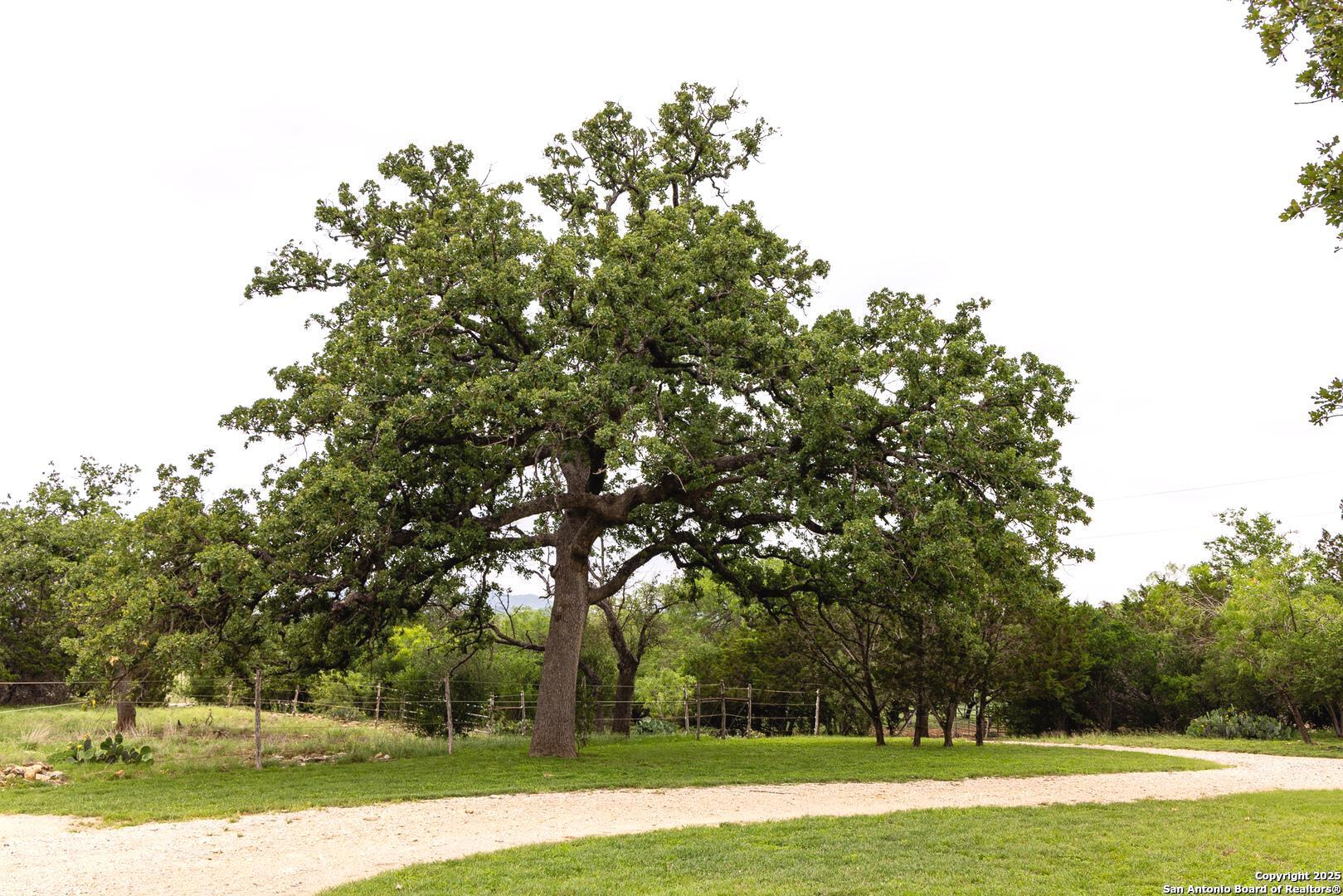 1897 Kyle Ranch Road Bandera, TX 78003 - Photo 31 of 48 a view of a yard with large trees