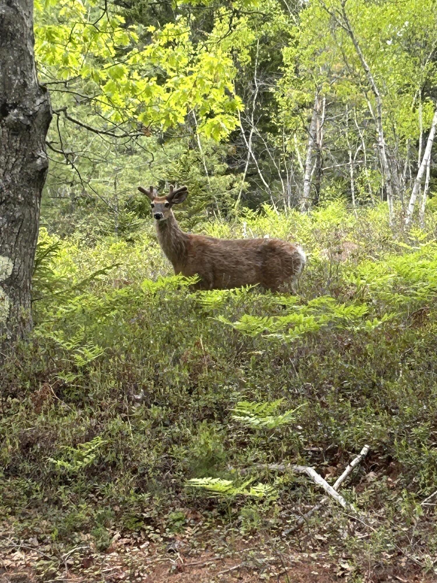 780 East Side Road Addison, ME 04606 - Photo 47 of 47