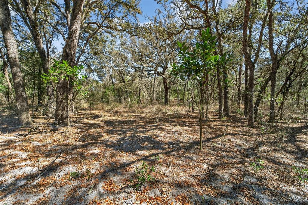 35238 Manuel Street Webster, FL 33597 - Photo 50 of 81