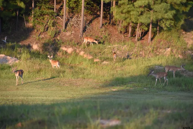 $735,000 | 9040 County Road 3600, Brownsboro, TX 75756