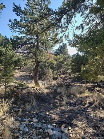a view of a forest with lots of trees