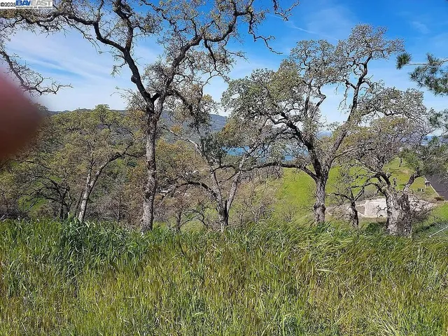 a view of a tree in a yard