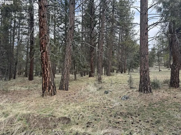 a view of a forest with trees in the background
