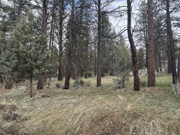 a view of a forest with trees in the background