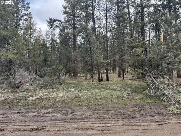 a view of a forest with trees in the background