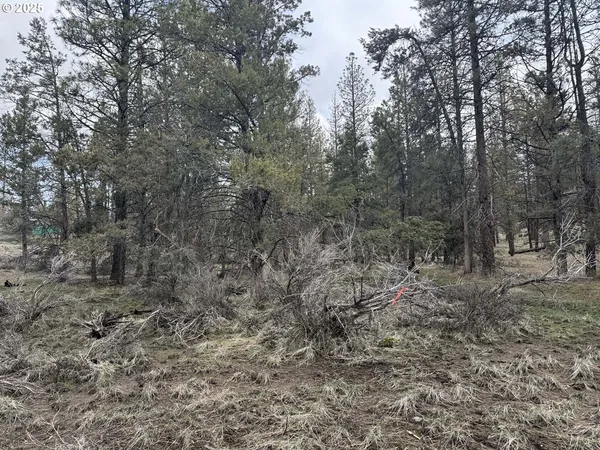 a view of a forest filled with trees