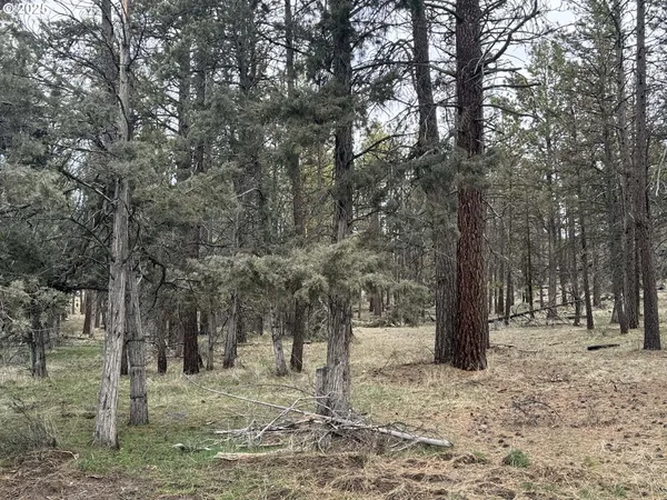 a view of a forest filled with trees