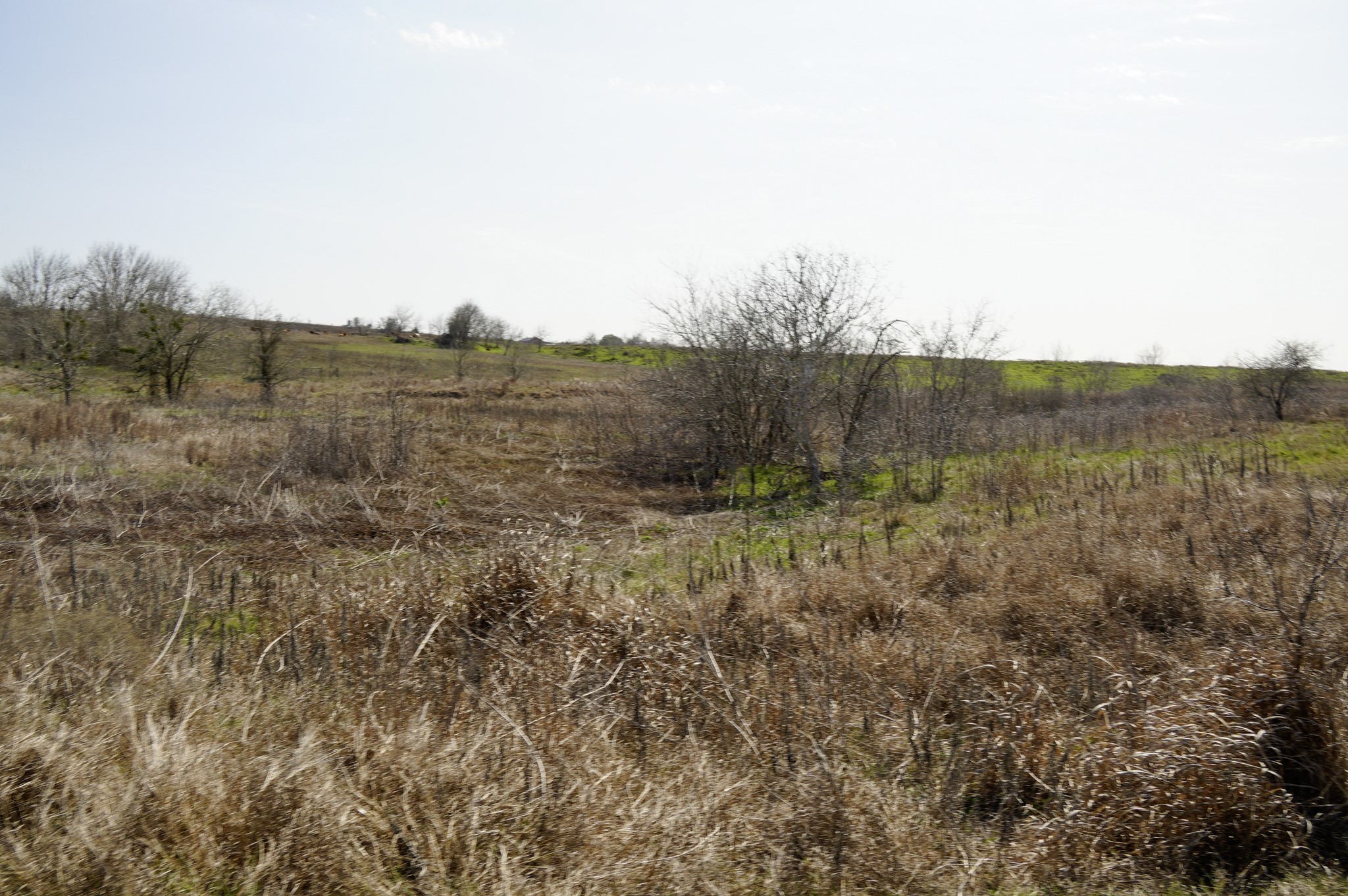 6455 Gebert Road Muldoon, TX 78949 - Photo 26 of 44 a view of a dry yard with green space