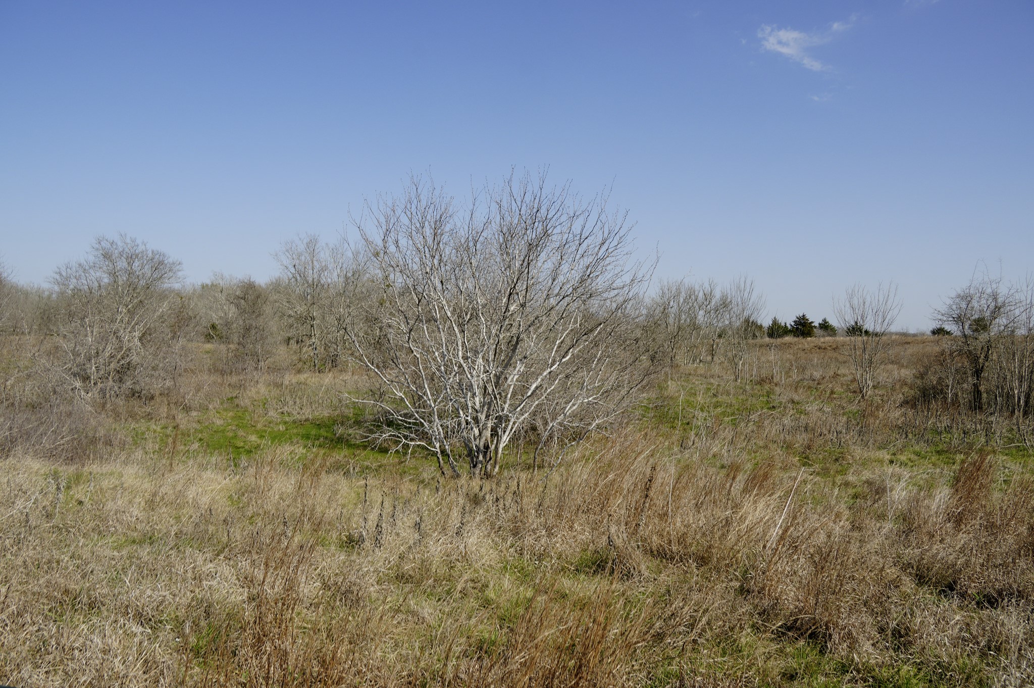 6455 Gebert Road Muldoon, TX 78949 - Photo 27 of 44 a view of a field of grass and trees