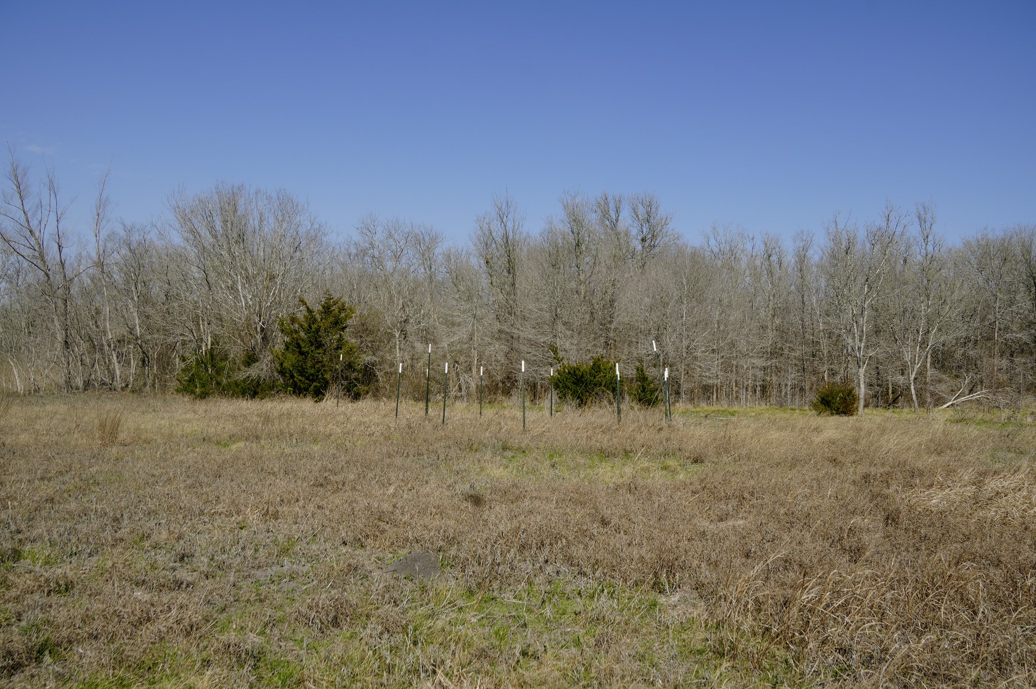 6455 Gebert Road Muldoon, TX 78949 - Photo 29 of 44 a view of a dry yard with trees in the background