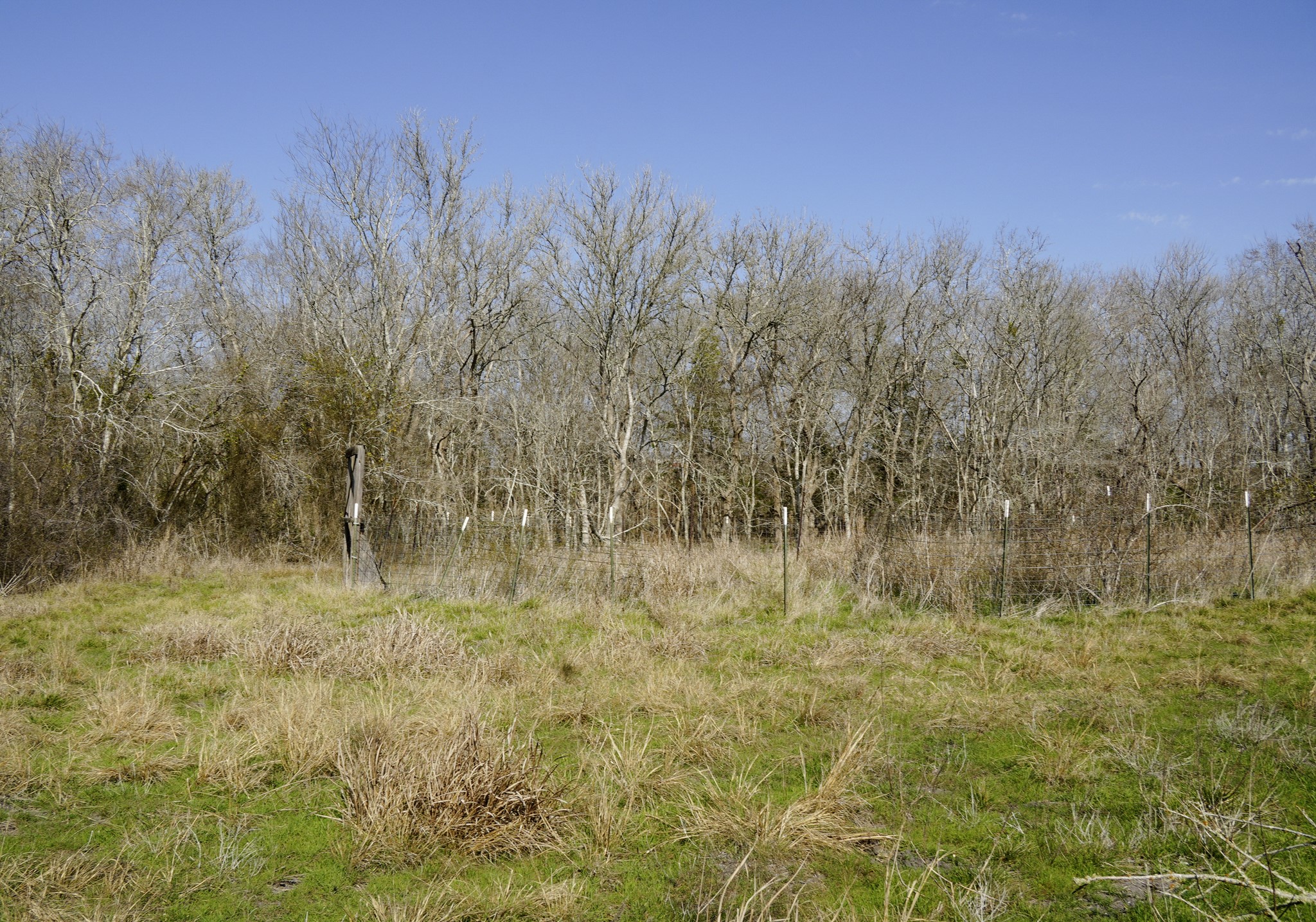 6455 Gebert Road Muldoon, TX 78949 - Photo 34 of 44 a view of garden with trees