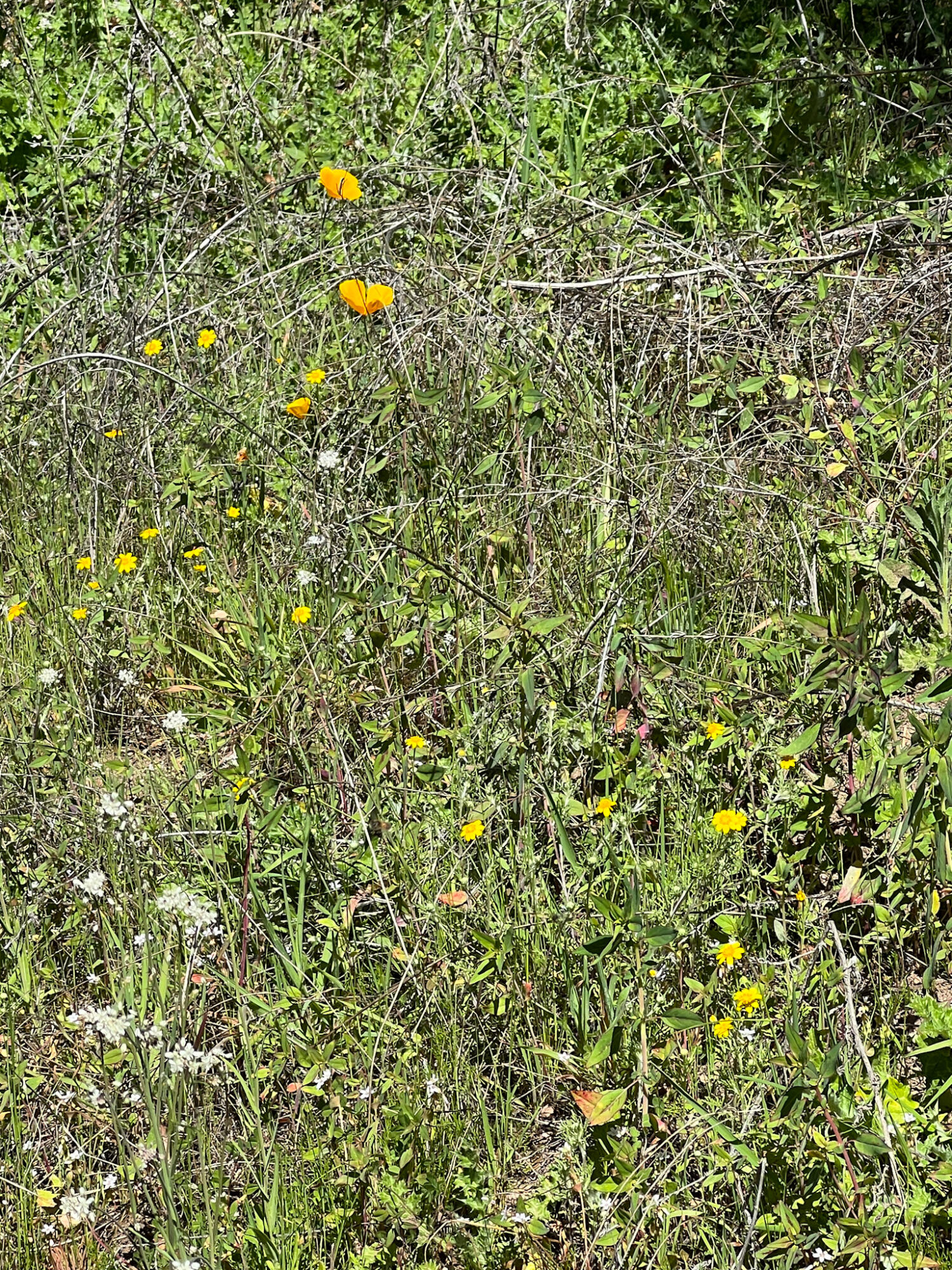 44981 Todd Eymann Road Miramonte, CA 93641 - Photo 50 of 74 Photo Mar 07 2026, 11 55 54 AM