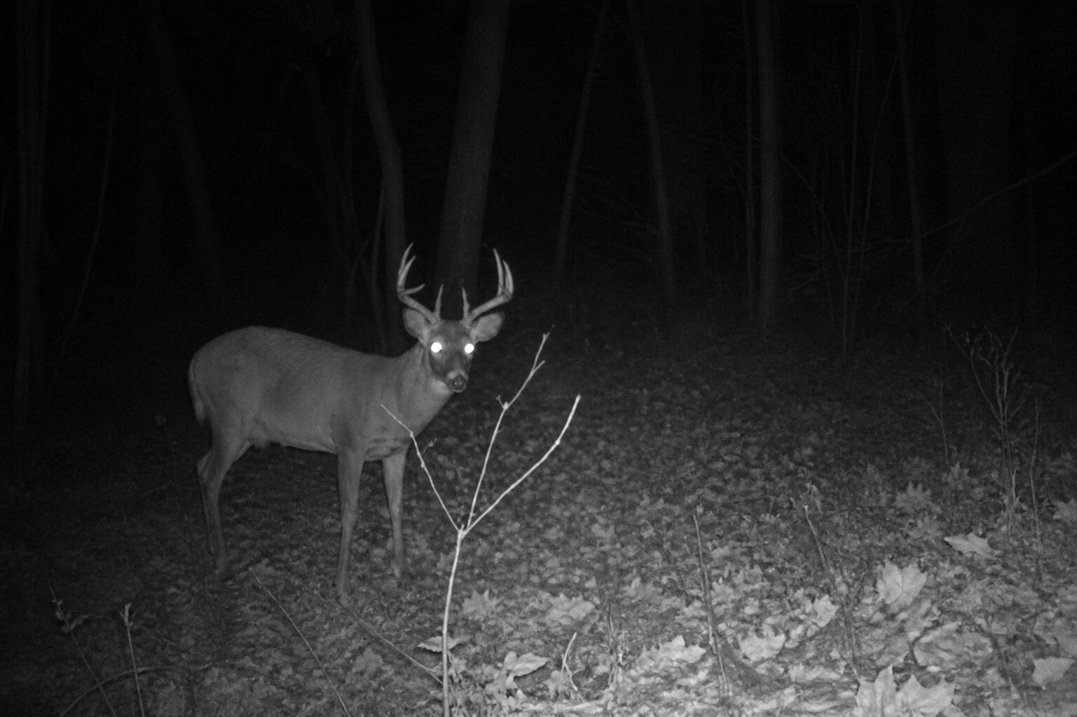 6270 Mack Road Howell, MI 48855 - Photo 80 of 83 Deer 3