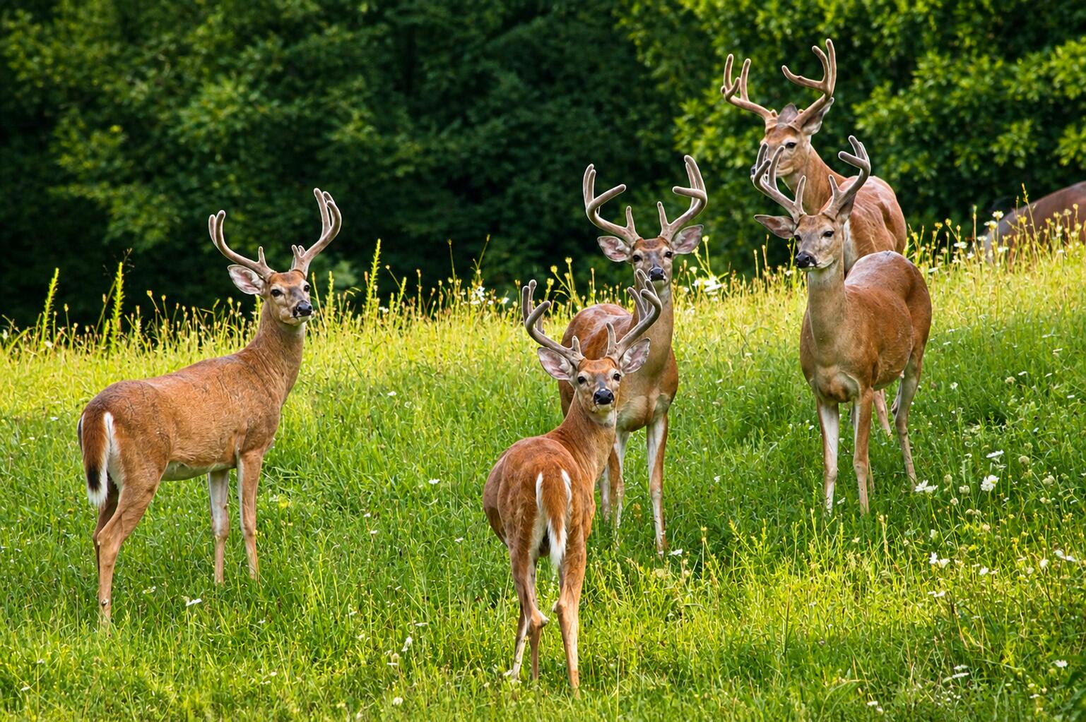 6270 Mack Road Howell, MI 48855 - Photo 81 of 83 Deer 2