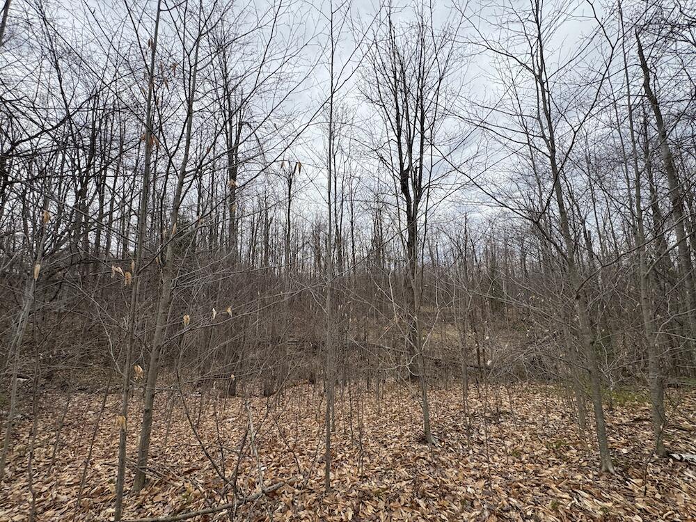 1734 North Galbraith Road Mio, MI 48647 - Photo 54 of 120 IMG_1893