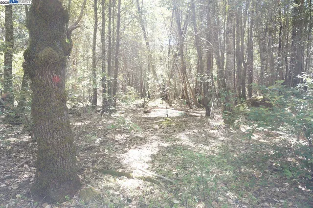 a view of trees with trees in the background