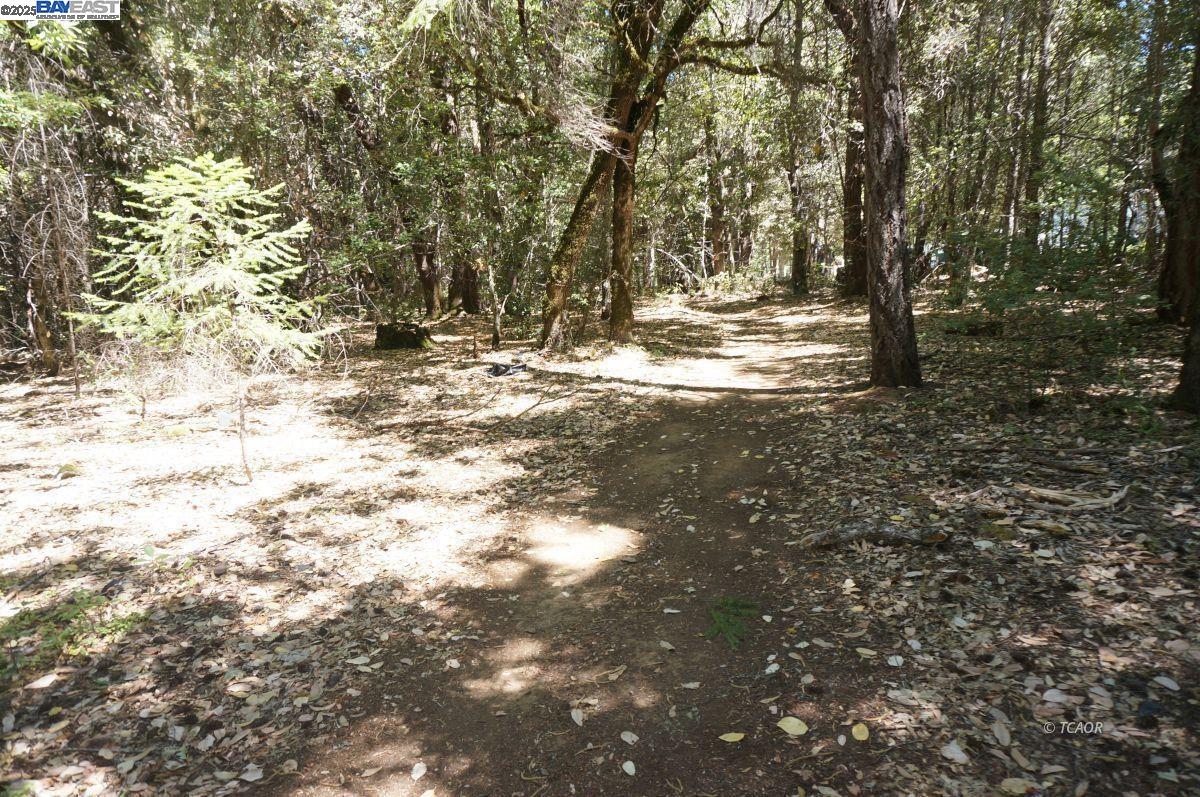 30 West Suzy Q Road Salyer, CA 95563 - Photo 7 of 8 a view of water yard with trees