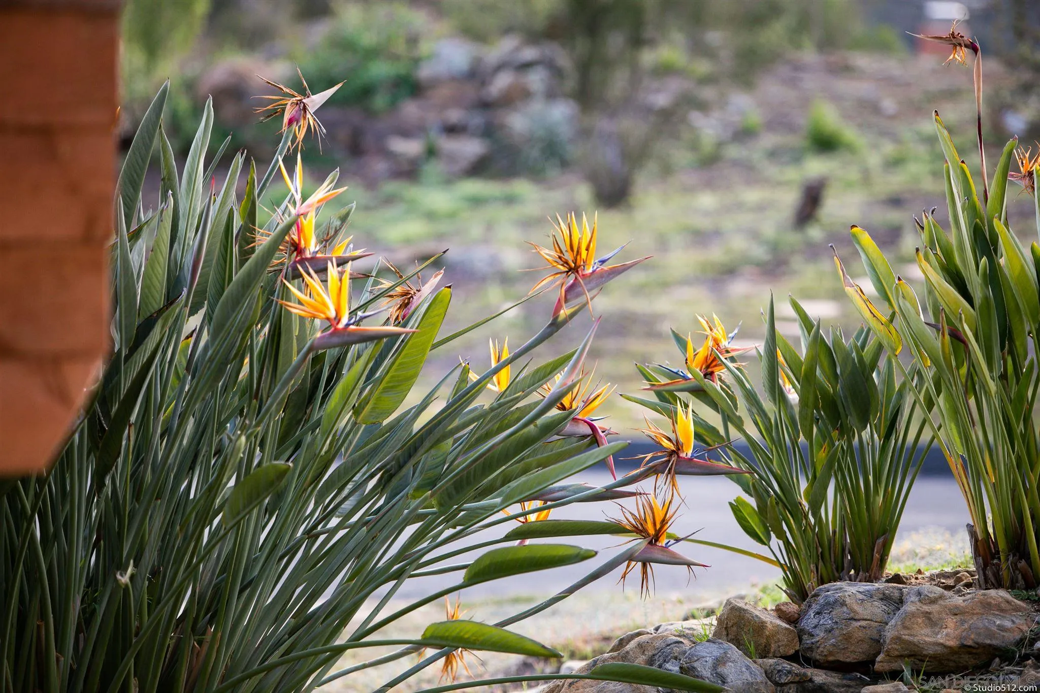 13190 Dermid Road Valley Center, CA 92082 - Photo 27 of 36 a view of a palm plant in front of a tree