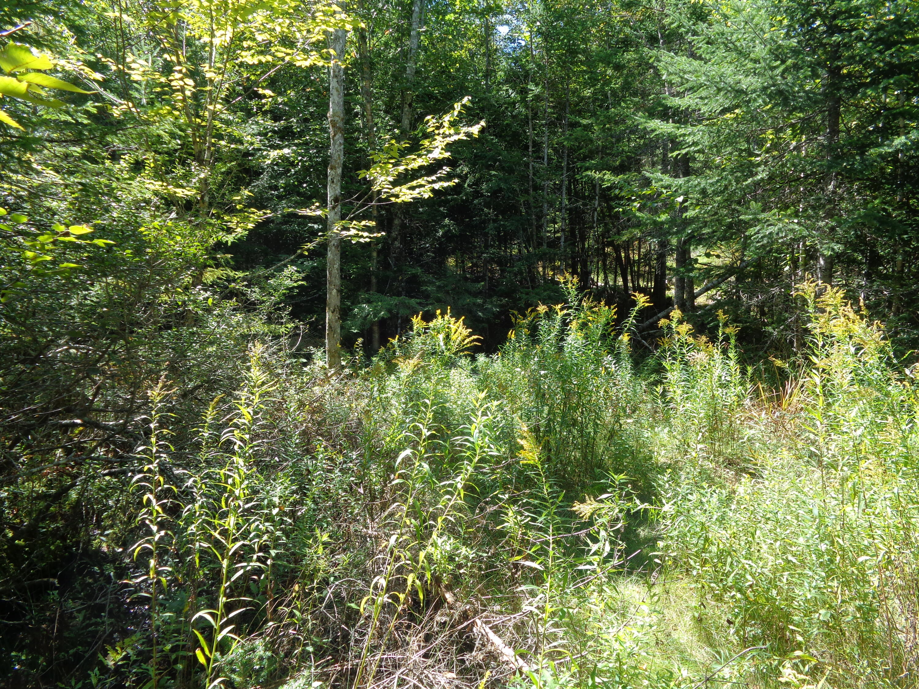 Lot 5 Winkumpaugh Road Orland, ME 04472 - Photo 2 of 10 Clearing