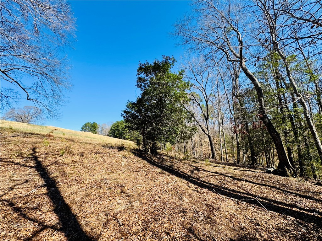 212 Holland Ford Road Pelzer, SC 29669 - Photo 44 of 46 Woodland Area