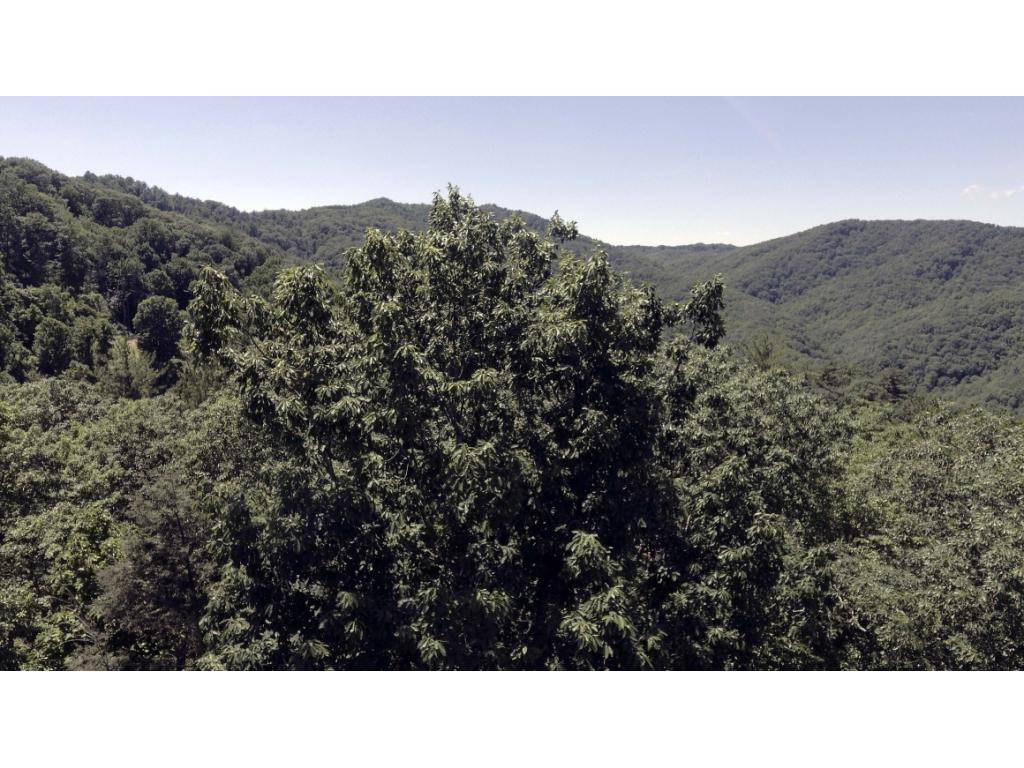 1018 Locust Lane, Unit 43 Butler, TN 37640 - Photo 10 of 10 View Above Trees