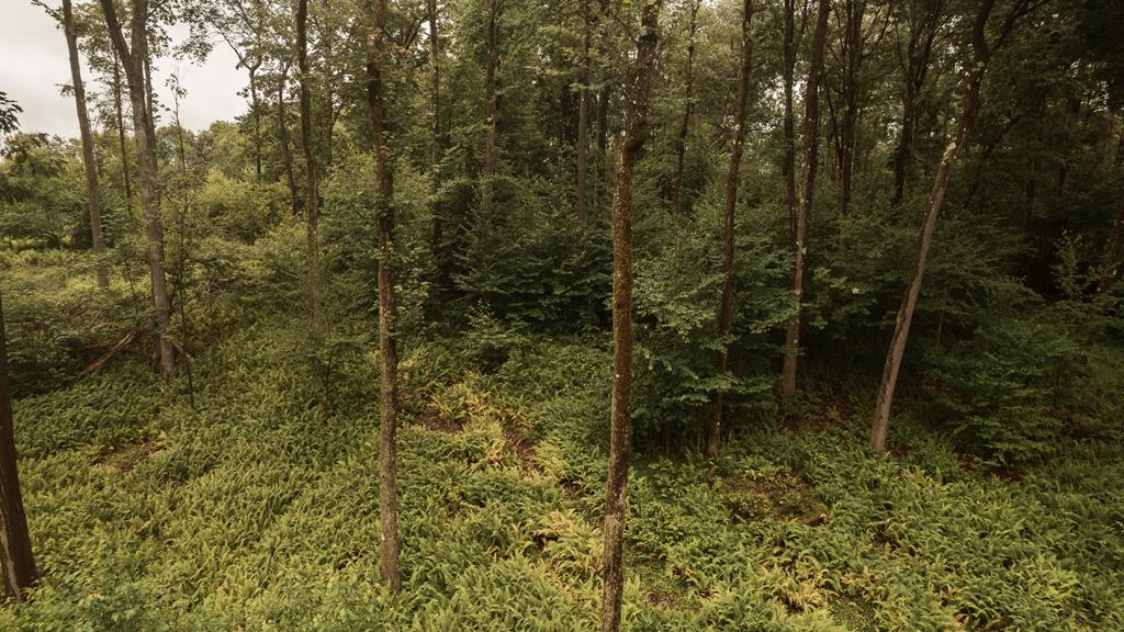 Lot 3-4 Mccutcheon Road Sigel, PA 15860 - Photo 13 of 16 Gallery Image 13