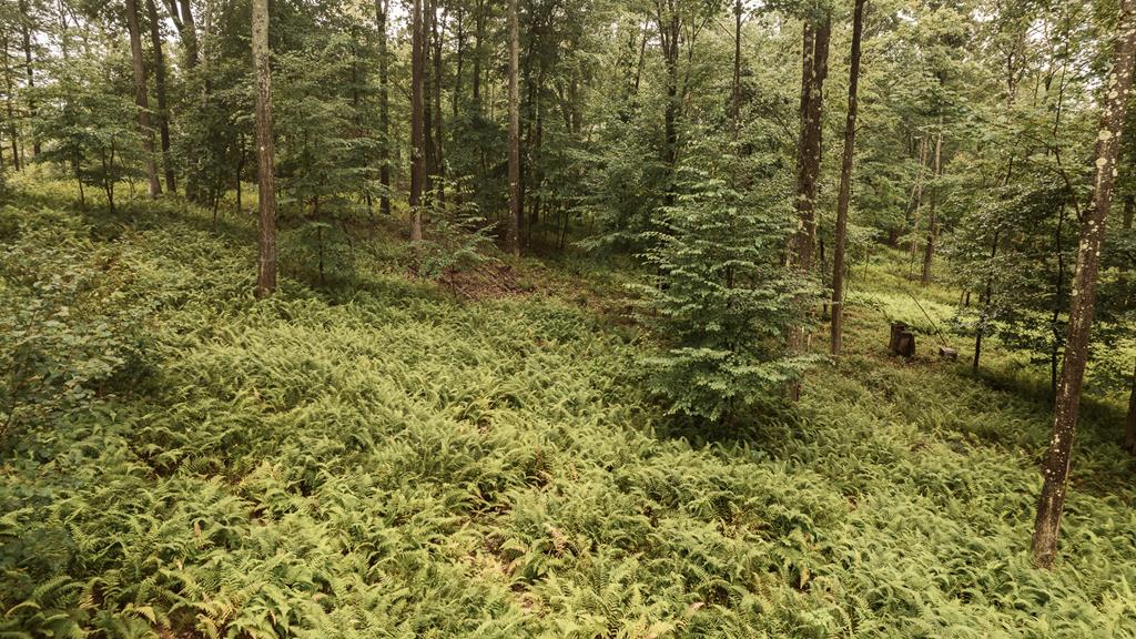 Lot 3-4 Mccutcheon Road Sigel, PA 15860 - Photo 14 of 16 Gallery Image 14