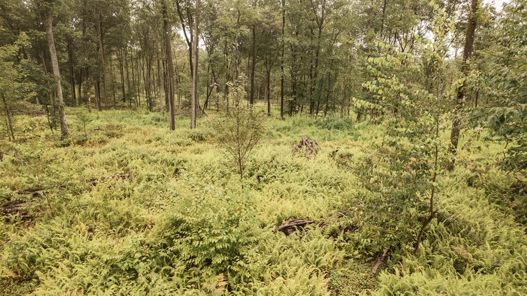 Lot 3-4 Mccutcheon Road Sigel, PA 15860 - Photo 9 of 16 Gallery Image 9