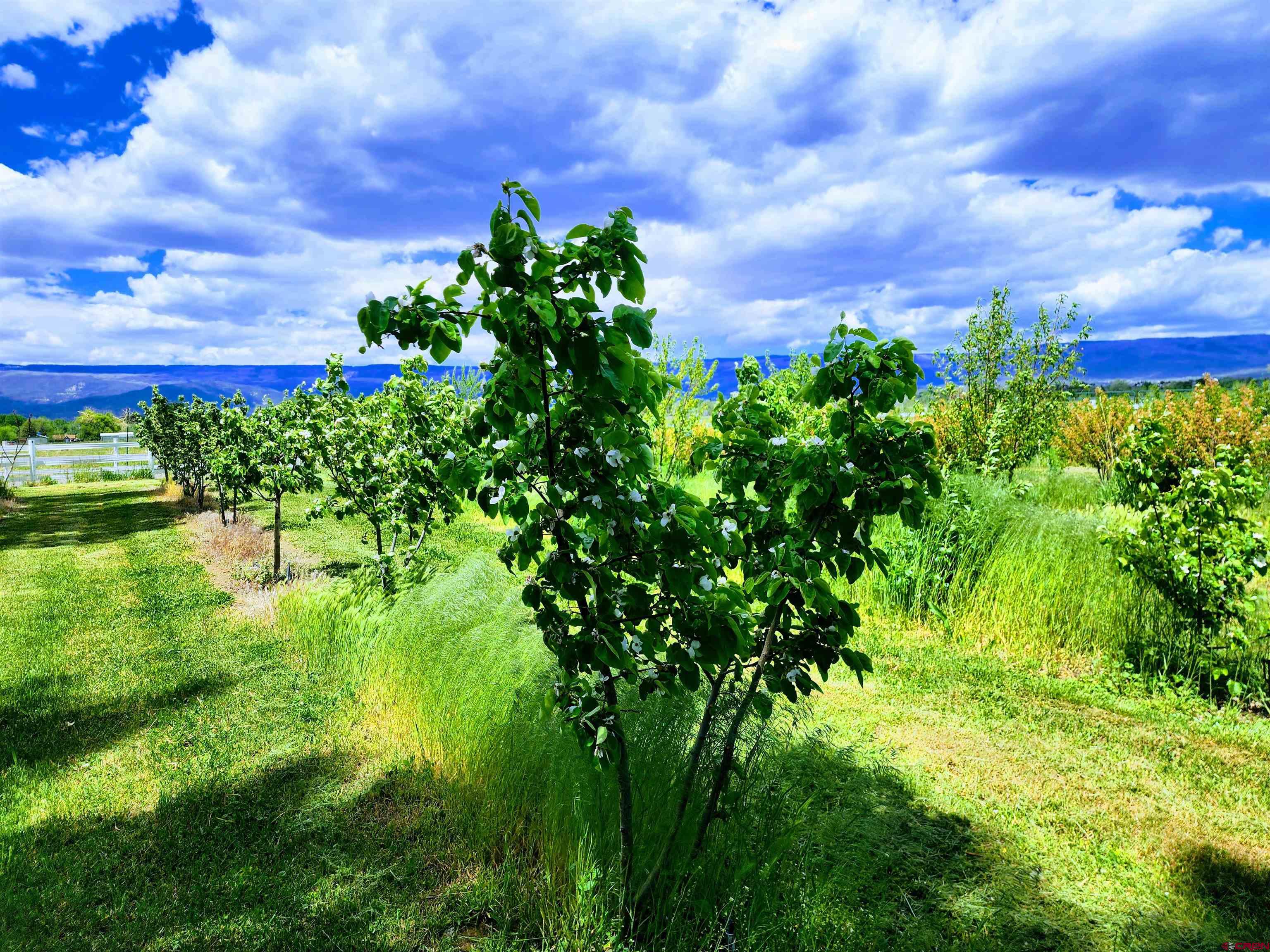 1036 East Main Street Cedaredge, CO 81413 - Photo 33 of 36 a view of a garden