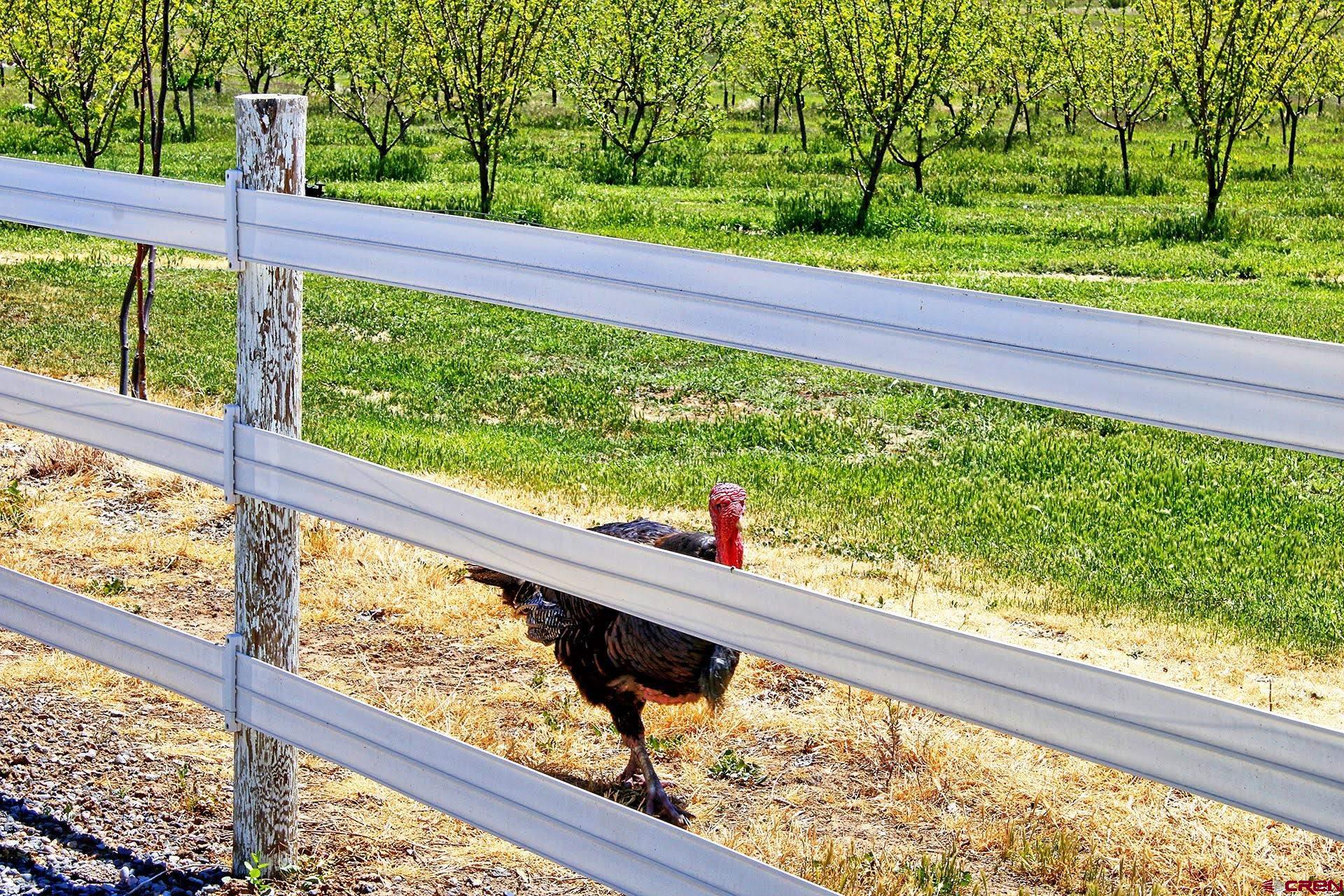 1036 East Main Street Cedaredge, CO 81413 - Photo 35 of 36 a view from window