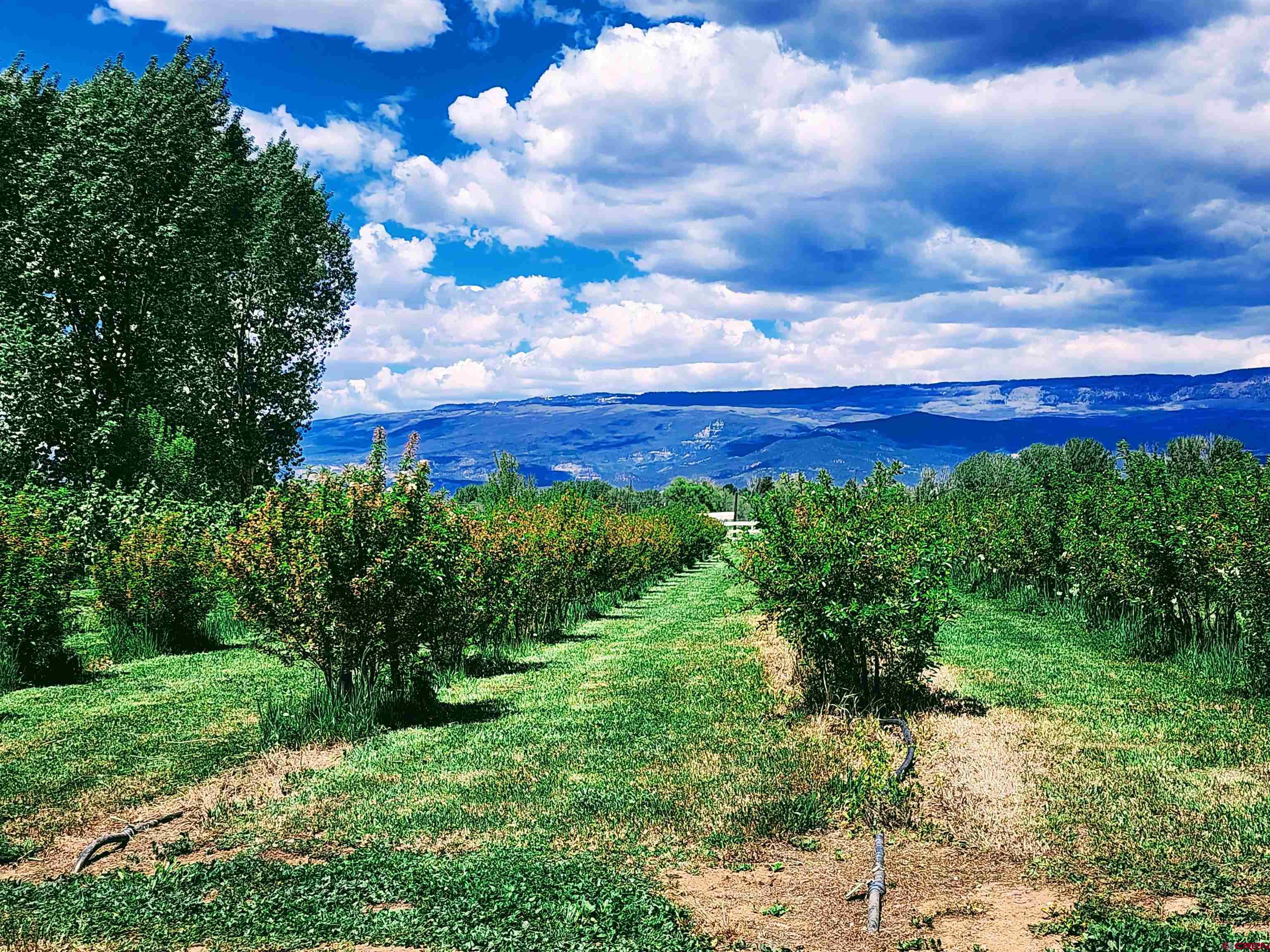 1036 East Main Street Cedaredge, CO 81413 - Photo 8 of 36 a view of a yard with large trees