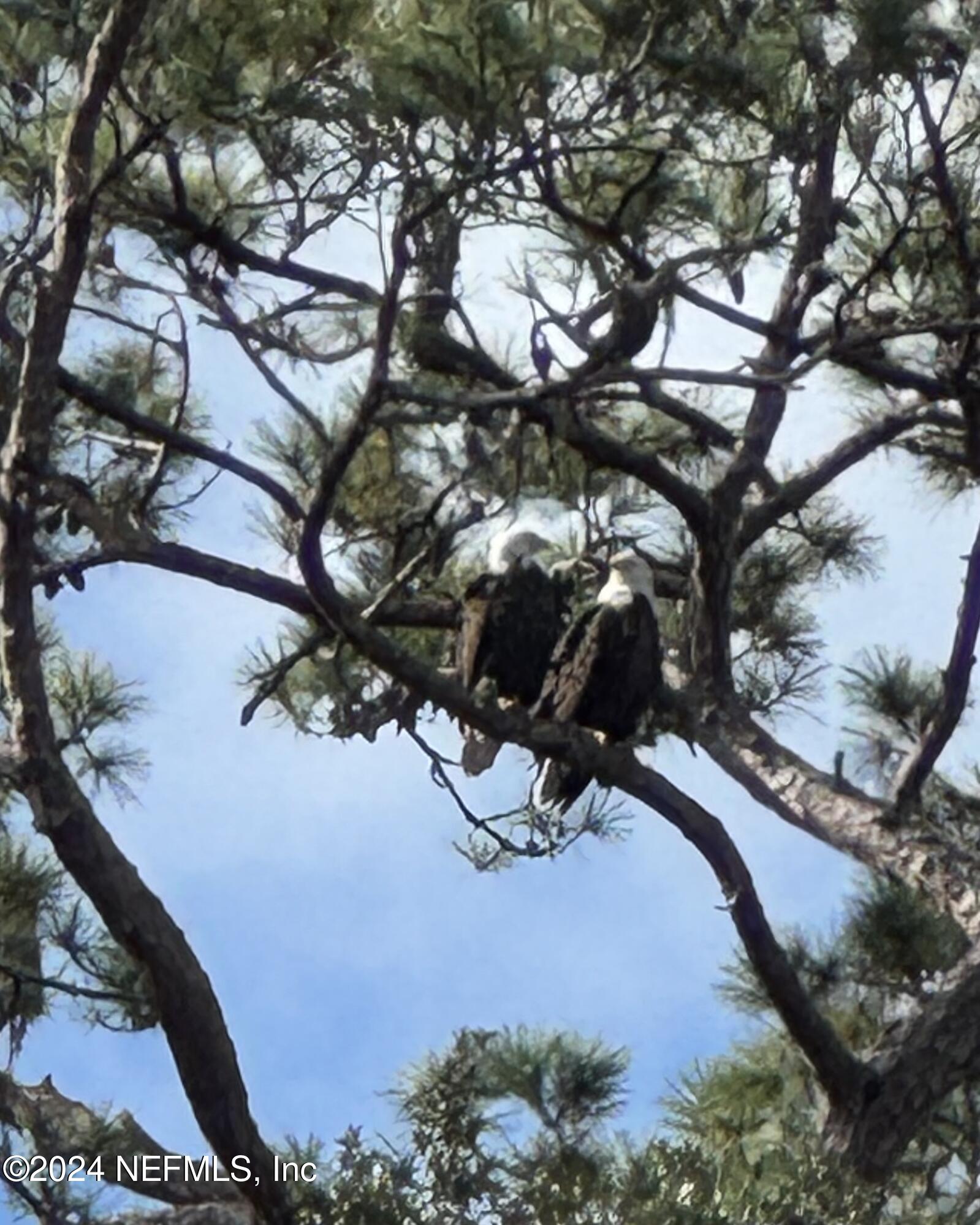 1726 Margarets Walk Road Fleming Island, FL 32003 - Photo 40 of 41 Nesting Eagles