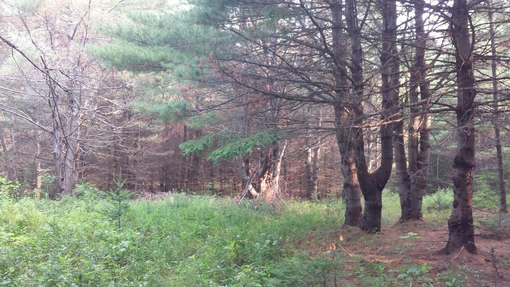 0 Swett Road, Unit LOT 4 Hampden, ME 04444 - Photo 8 of 13 Photo