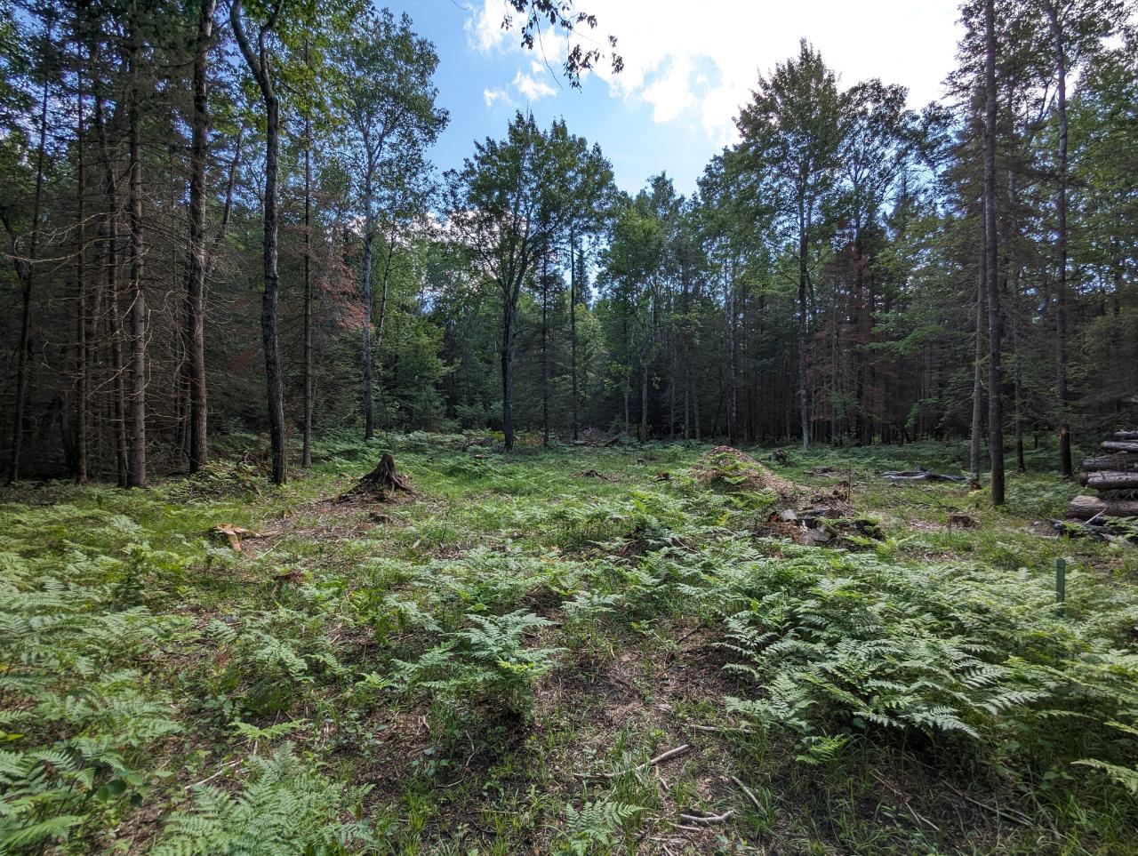 Off Off Buckatabon Rd Street, Unit 5 9 ACRES Eagle River, WI 54521 - Photo 6 of 6 Gallery Image 6