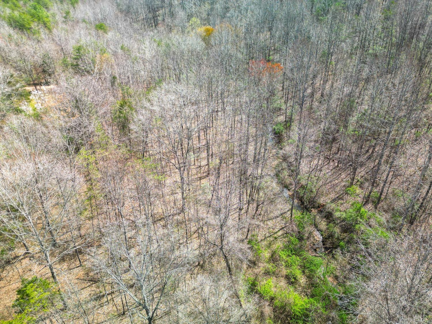 949 Toytown Road Amherst, VA 24521 - Photo 34 of 38 a view of a tree