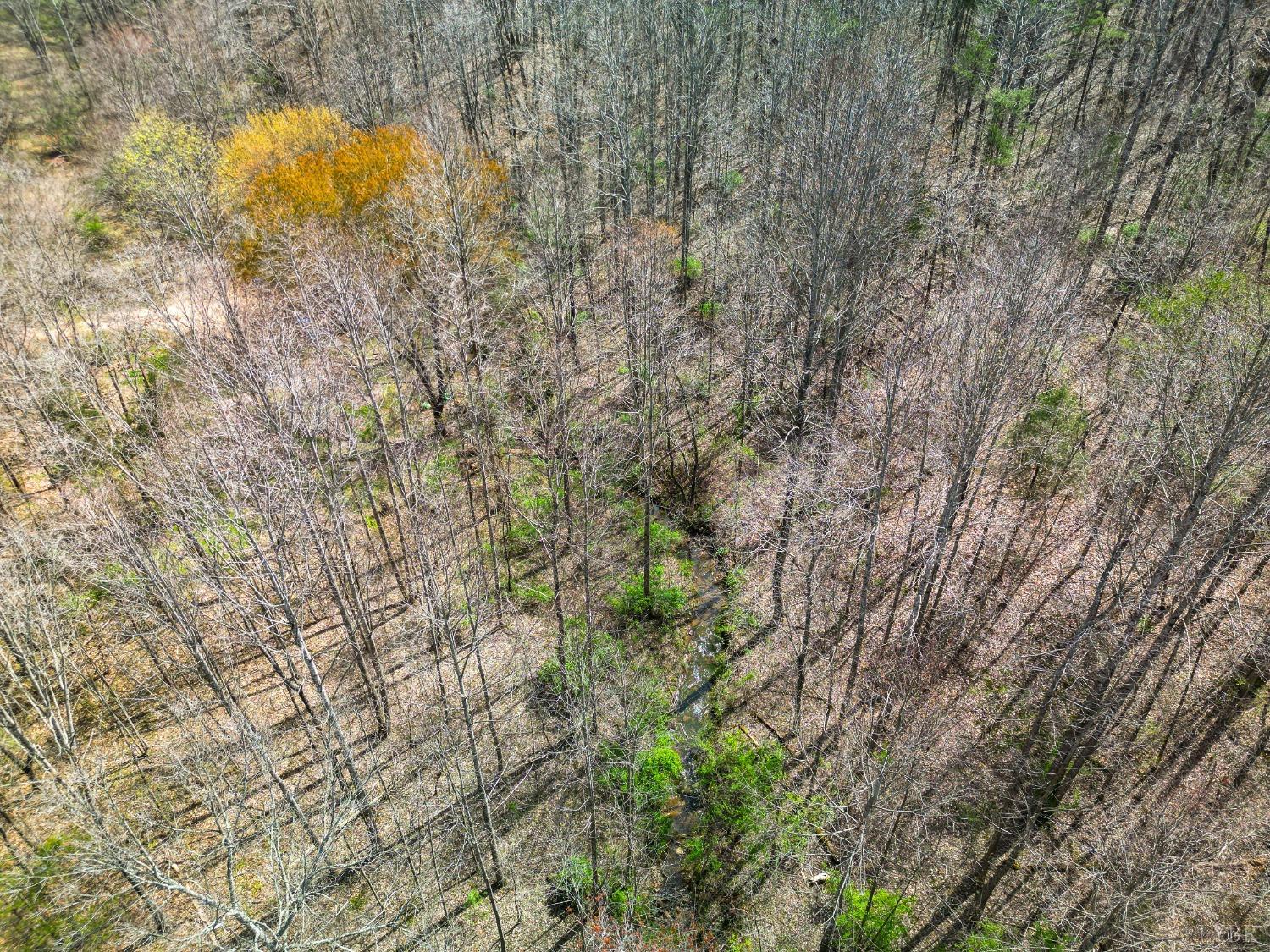 949 Toytown Road Amherst, VA 24521 - Photo 36 of 38 a picture of tree