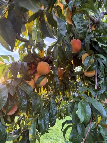 a view of a swimming pool with some plants and wooden floor