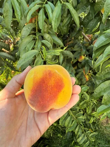 $525,000 | 303 Linden Street, Frederick, CO 80530