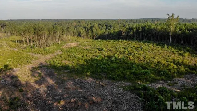 a view of a yard with plants and large trees