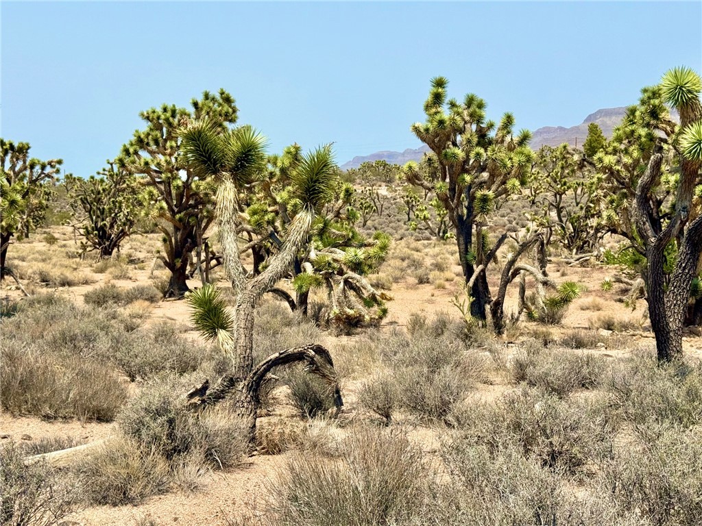 26681 Yucca Meadview, AZ 86444 - Photo 25 of 25 a view of a yard