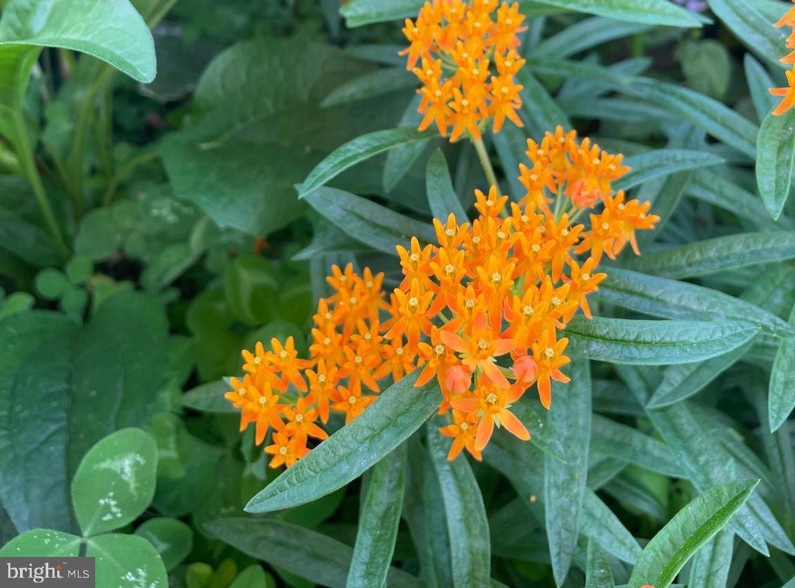 5009 Catalpha Road Baltimore, MD 21214 - Photo 36 of 38 a view of a garden