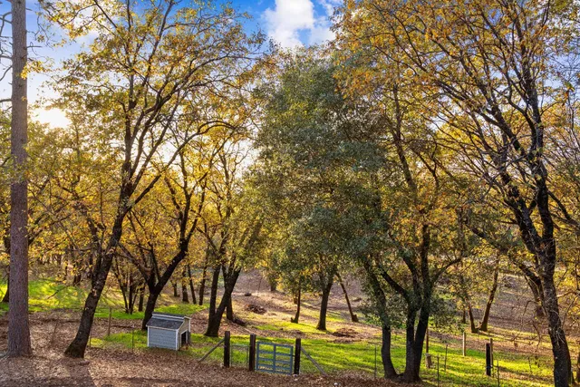 a view of backyard with trees