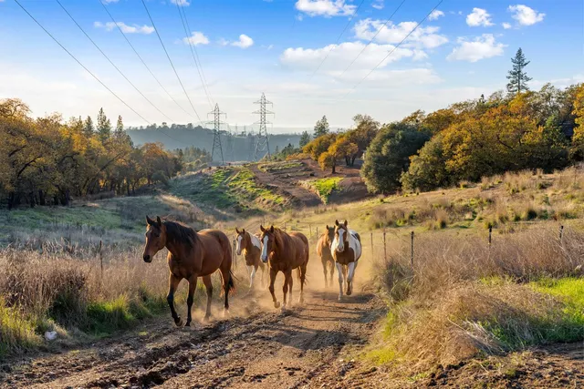 a view of a yard with horses